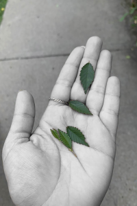 Black and white photo of a hand holding small green leaves. 