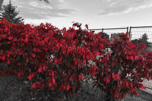 Black and white photo with a bush that has red leaves. 